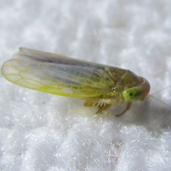 Grypotes staurus